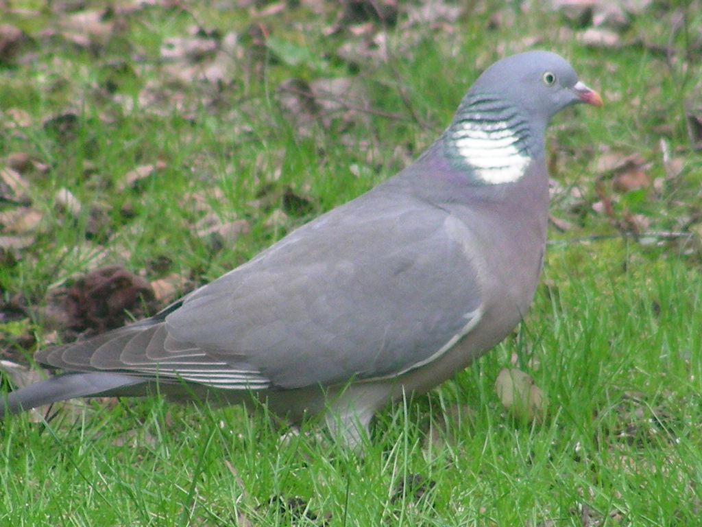 Columba palumbus